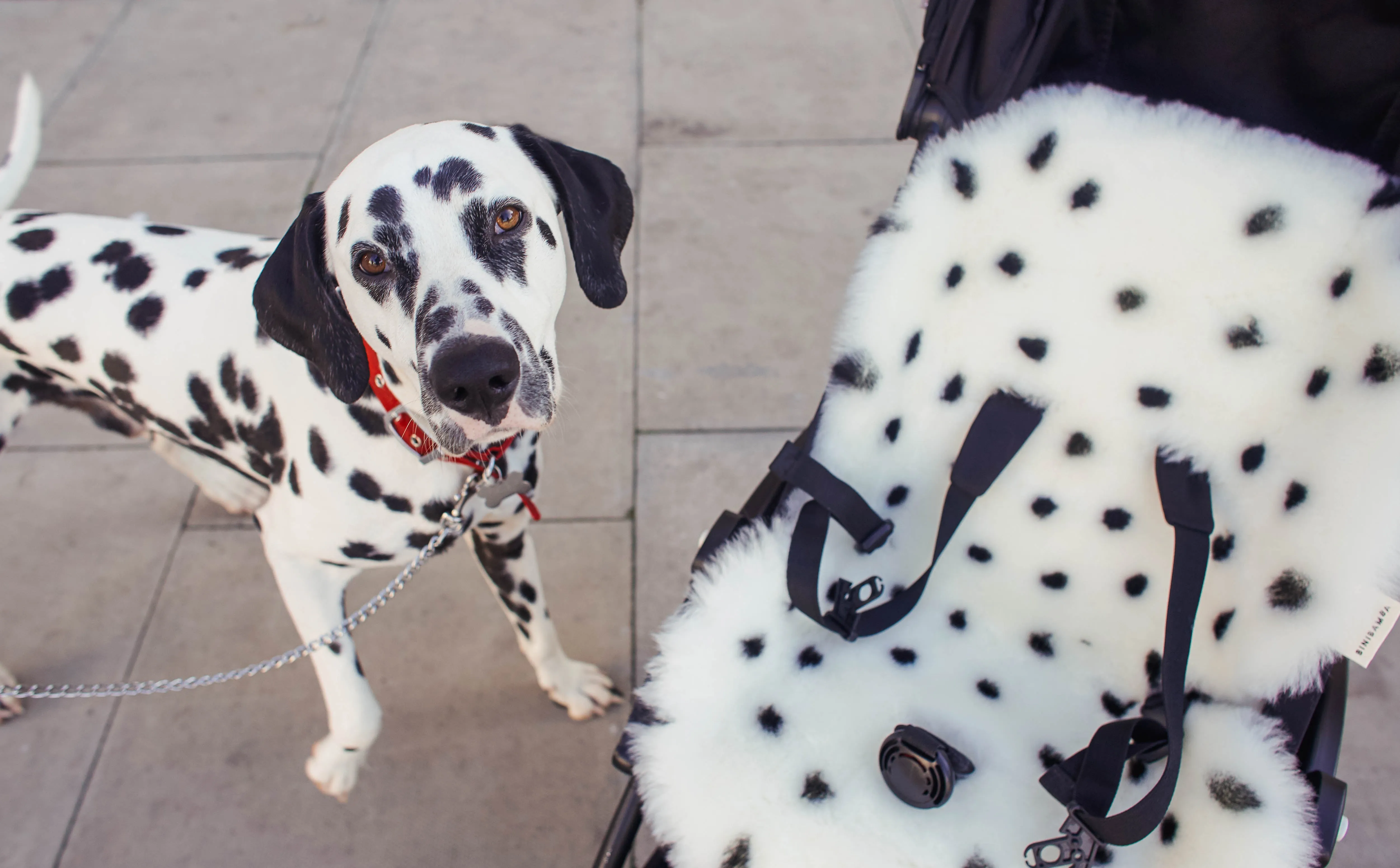 DALMATIAN SNUGGLER