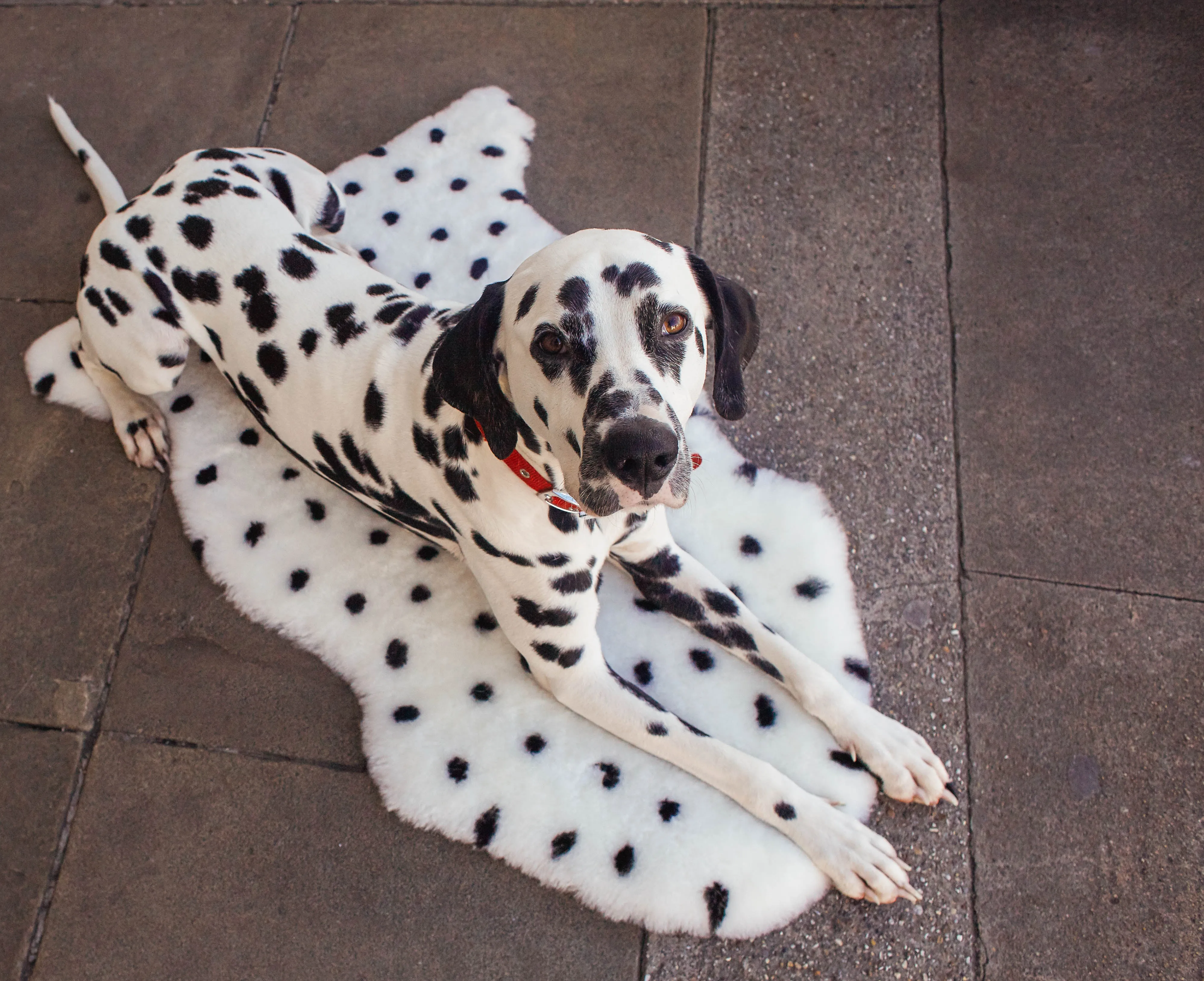 DALMATIAN WRIGGLEMAT