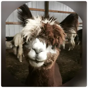 Virtual Adoption - Adopt-a-paca™ - BLAZE (Superfine  Fiber)  - BROWN