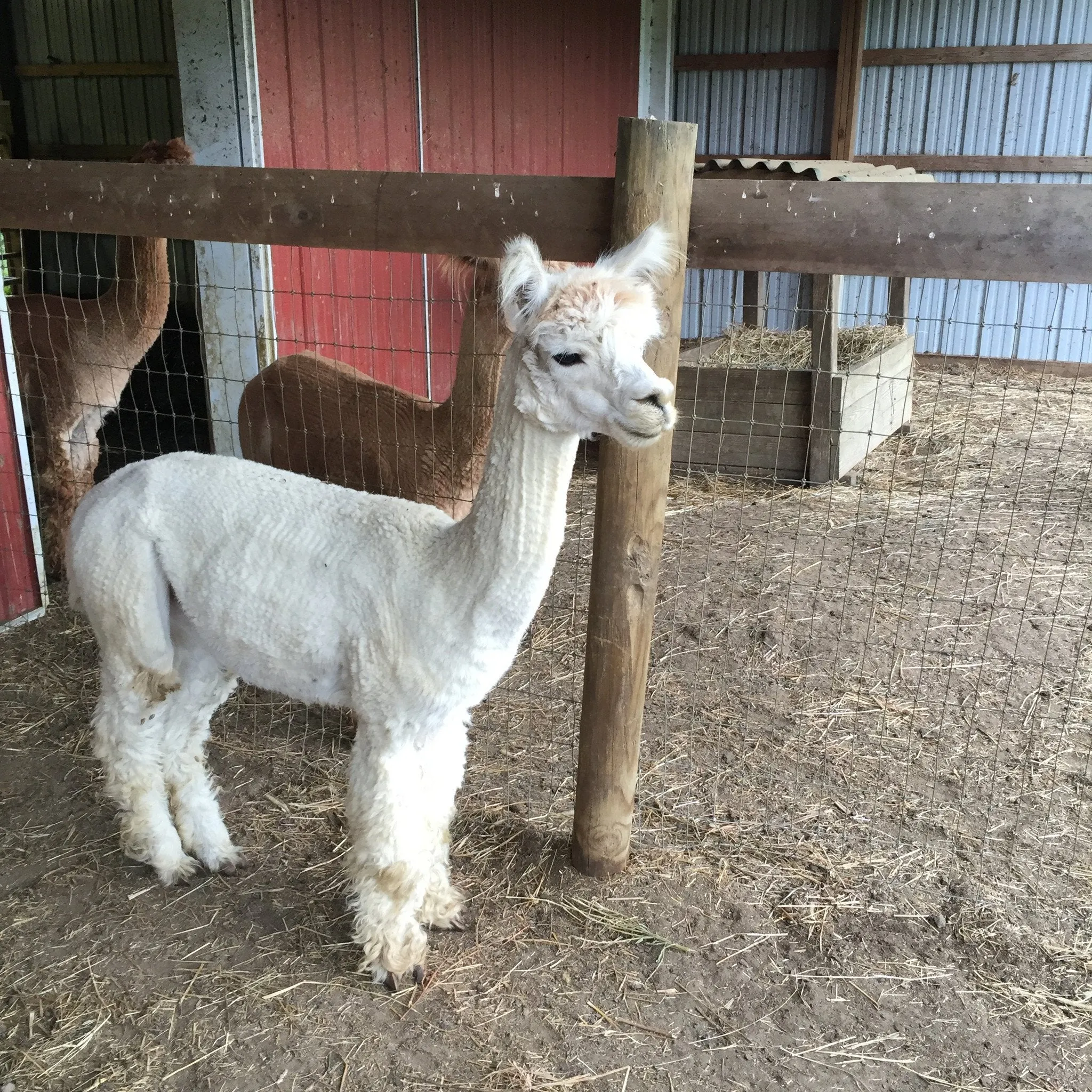 Virtual Adoption - Adopt-a-paca™ - DANTE (Superfine Fiber)  - BEIGE