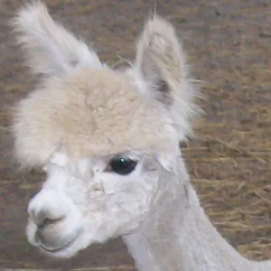 Virtual Adoption - Adopt-a-paca™ - DANTE (Superfine Fiber)  - BEIGE