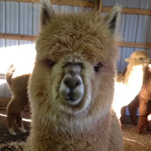 Virtual Adoption - Adopt-a-paca™ - ROMEO (Baby Fiber)  - FAWN