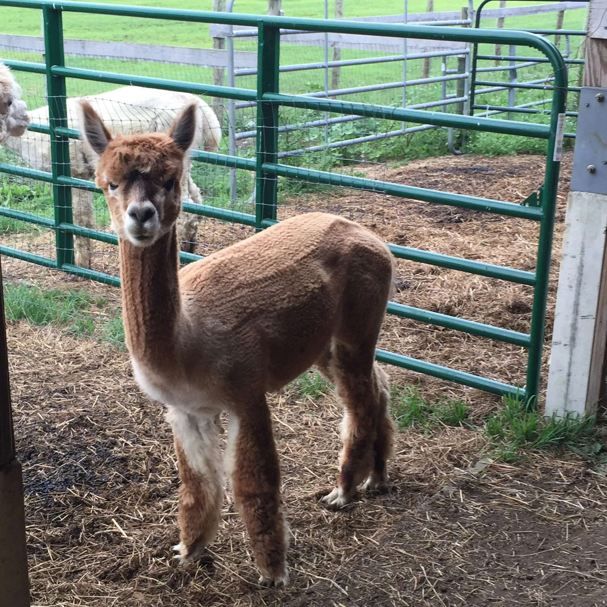 Virtual Adoption - Adopt-a-paca™ - ROMEO (Baby Fiber)  - FAWN