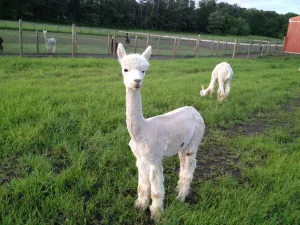 Virtual Adoption - Adopt-a-paca™ - ZEUS (Baby Fiber)  - BEIGE